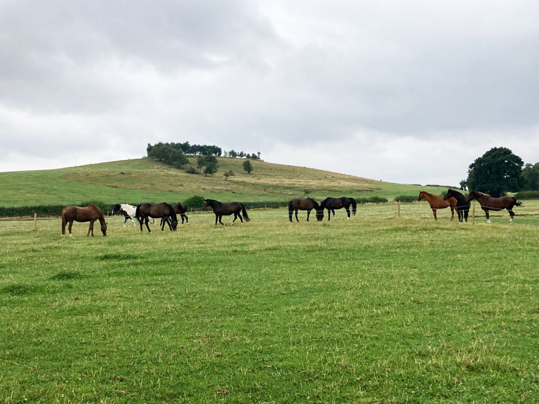 Horses in Field