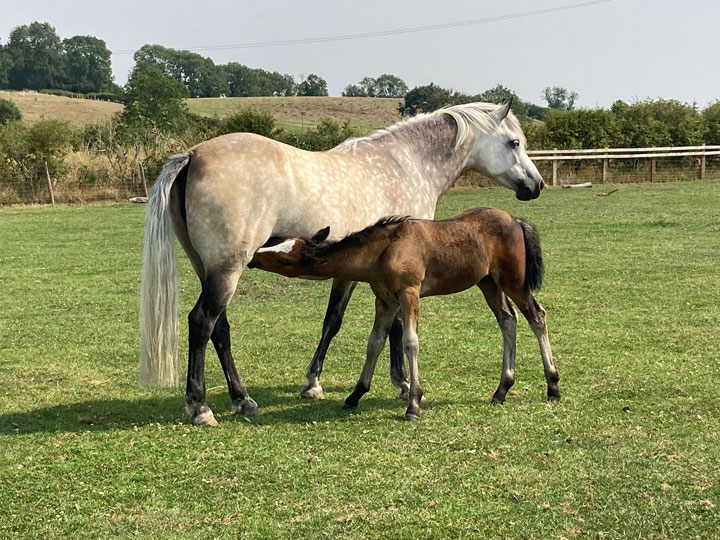 Goldlands Bold Ambition