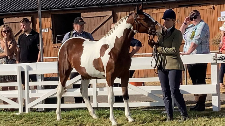 Goldlands Flying Solo