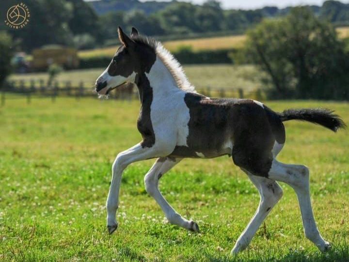 Goldlands Spellbound