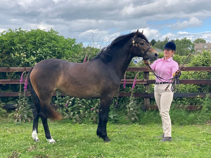 Goldlands Wayward Attraction