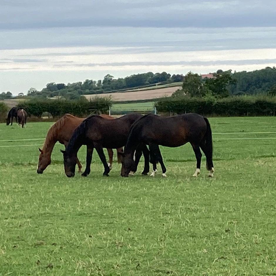 Horses Grazing in Paddock